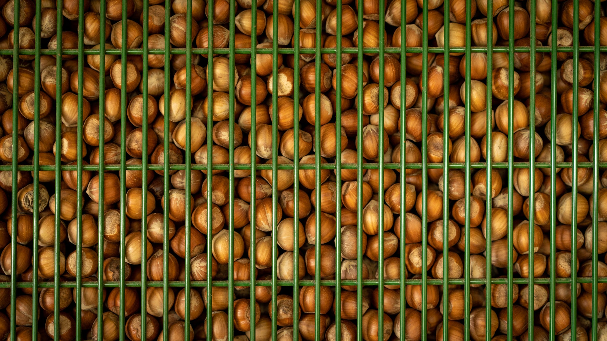 Noisettes Piémont IGP