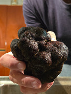 Truffe noire d'hiver